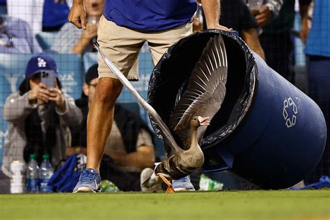 A Closer Look: The Symbolism Behind the Dodgers' Goose Curde